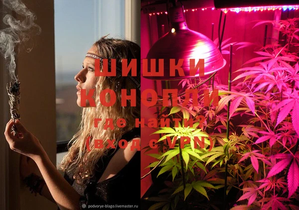 индика Абаза